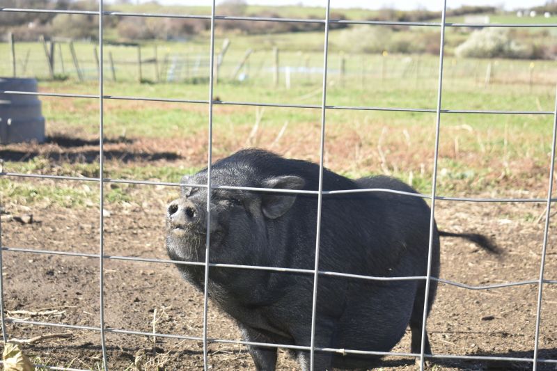 Hog Wire Fence in Rural Setting