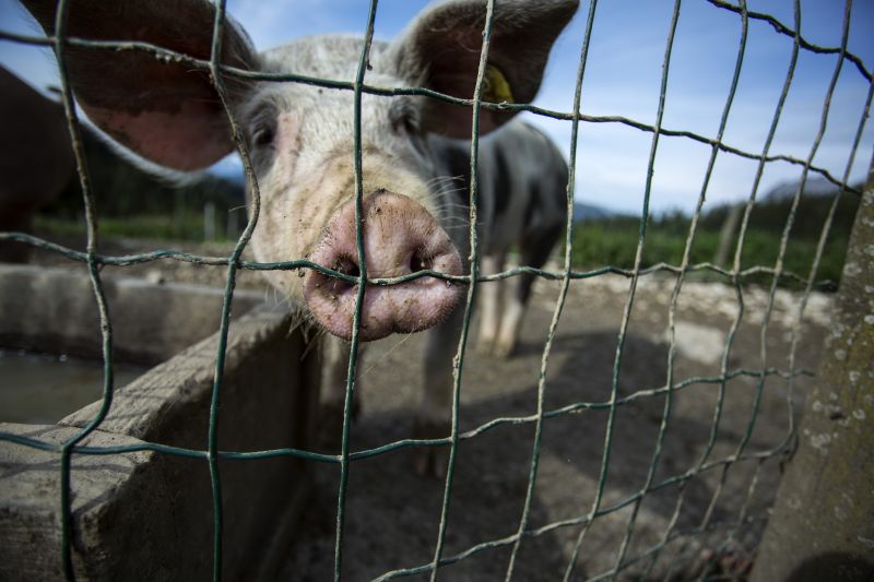 Hog Wire Fence with Livestock