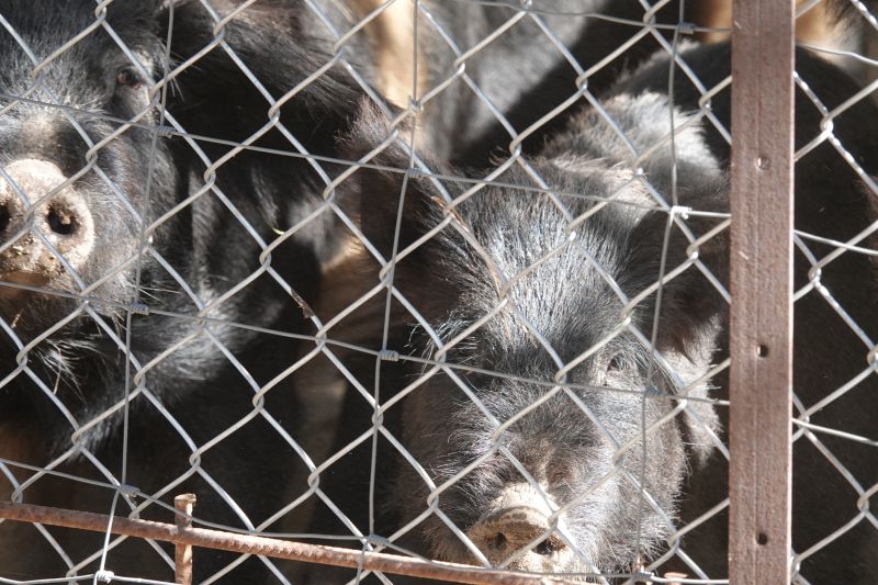 Hog Wire Fence in Rural Setting