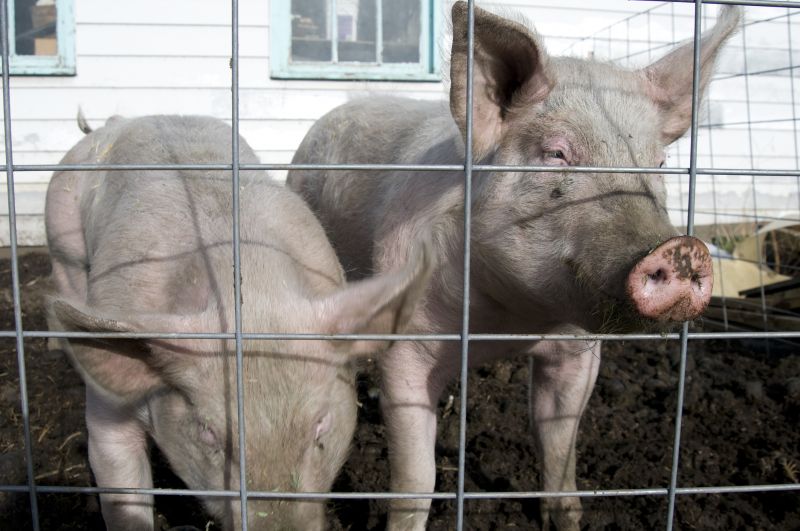 Close-up of Hog Wire Mesh