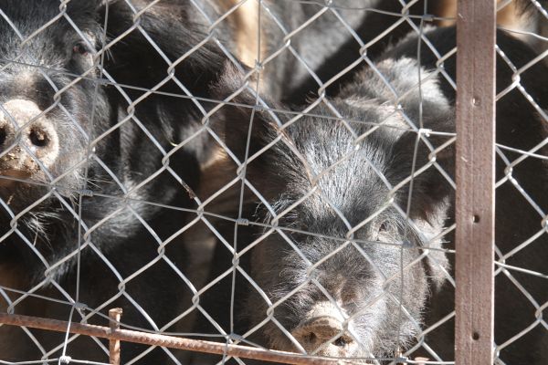 Hog Wire Fence Construction